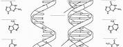 DNA and RNA Structure Worksheet
