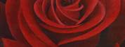 Dark Red Rose Painting