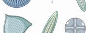 Diatoms Clip Art