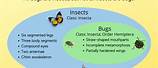 Difference Between Bugs and Insects