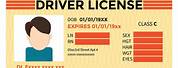 Driver's License ID Template