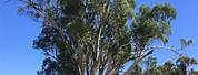 Eucalyptus Camaldulensis River Red Gum