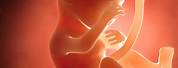 Fetal Development 15 Weeks
