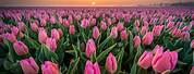 Field of Pink Tulips Desktop Wallpaper