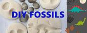 Fossil Form Water Bottle Experiment