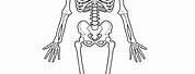 Free Printable Human Skeleton Diagram
