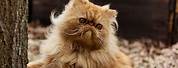 Funny Persian Cat Desktop Wallpaper