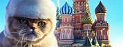 Funny Russian Cat Pics