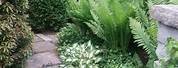 Garden with Ostrich Ferns and Pebble Pathway