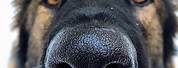 German Shepherd Nose Close Up Pics