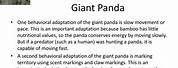 Giant Panda Behaivior Adaptations