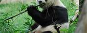 Giant Panda with Bamboo for Kindergarten