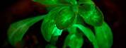 Glow in the Dark Fast Growing Plants