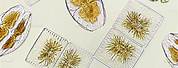 Golden Algae Diatoms