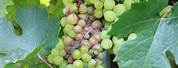 Grape Plant Disease Identification