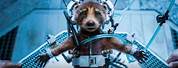Guardians of the Galaxy 3 Rocket On an Operating Table