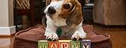 Happy Birthday Beagle Memes