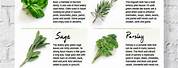 Herbs Pictures for Kids Printable