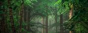 High Resolution Green Forest Background