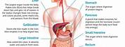 How Does Your Digestive System Work