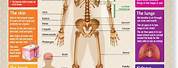 Human Body Science Poster