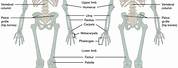 Human Skeleton Anatomy Labeled