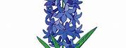 Hyacinth Flower Clip Art