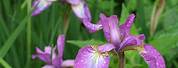 Iris Sibirica Orange Grove