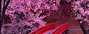 Japan Pink Tree Wallpaper