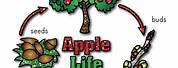 Johnny Appleseed Apple Tree Life Cycle Printable