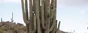 Largest Saguaro Cactus in Arizona
