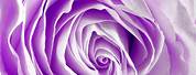 Lavender Purple Rose Background
