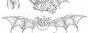 Line Drawing of a Fat Bat