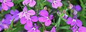 Lobelia Purple Flower Plant