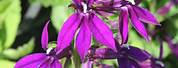 Lobelia Speciosa Hadspen Purple