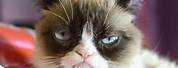 Lolcats Grumpy Cat