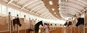 Luxury Horse Stables in Dubai