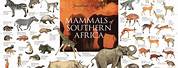 Mammals of Southern Africa Poster