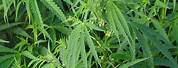 Marijuana Cannabis Plant