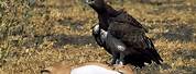 Martial Eagle Kill