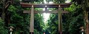 Meiji Shrine and Yoyogi Park