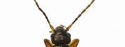 Moth Antennae Filiform