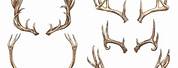 Mythical Deer Antlers Drawing