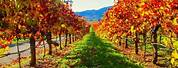 Napa Valley Fall Colors