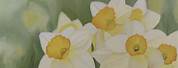 Narcissus Flower Painting