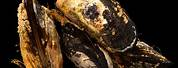 National Geographic California Mussel