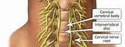 Nerves of Cervical Neck Anatomy Model