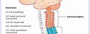Nervous System Spinal Cord and Nerves