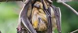 New Virus African Fruit Bat