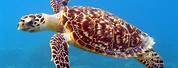 Ocean Animals Sea Turtle